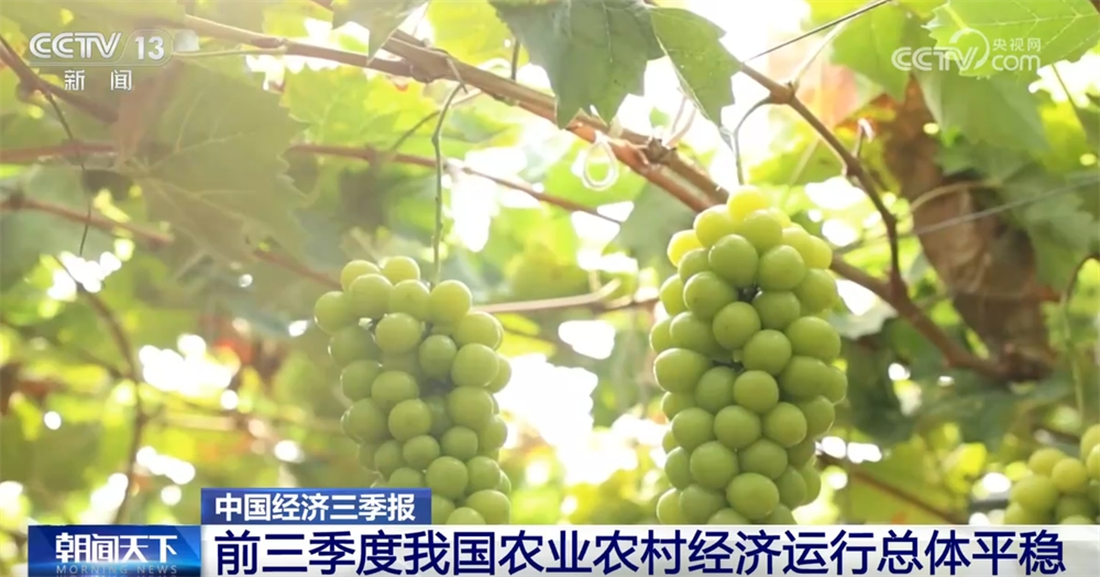 焦点平台官方：透过数据看前三季度“三农”成绩单 为经济社会高质量发展提供有力支撑